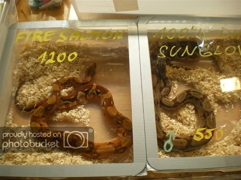 ExpoterrariaSeptembre2008031Medium.jpg