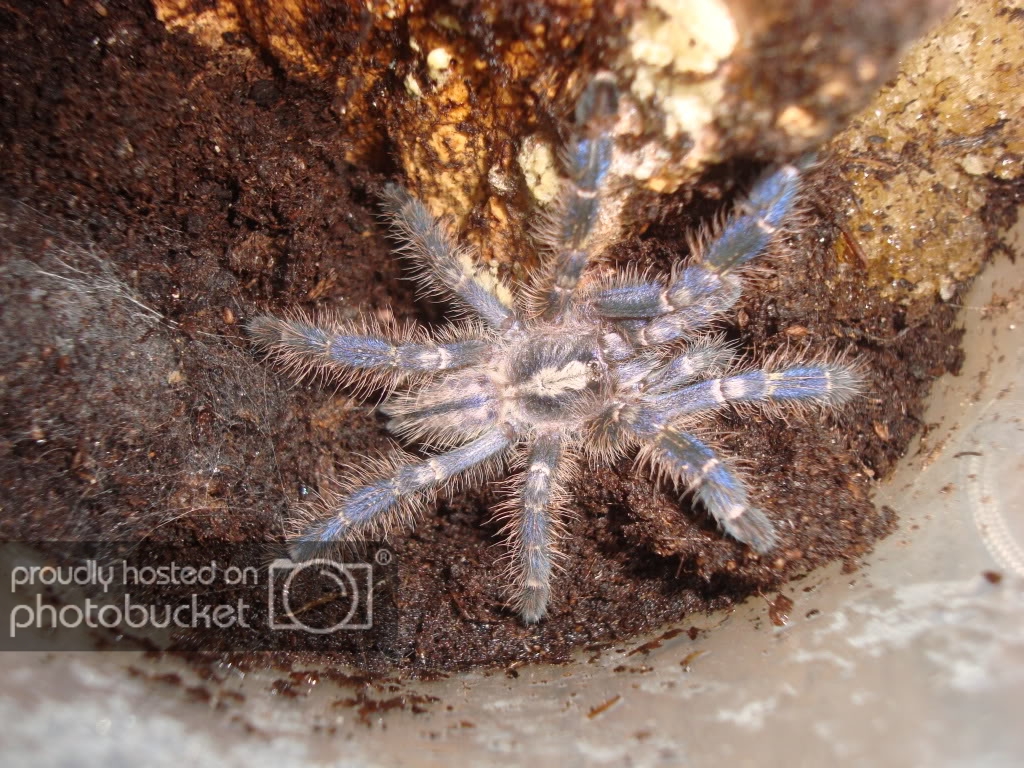 Poecilotheriametallica2.jpg