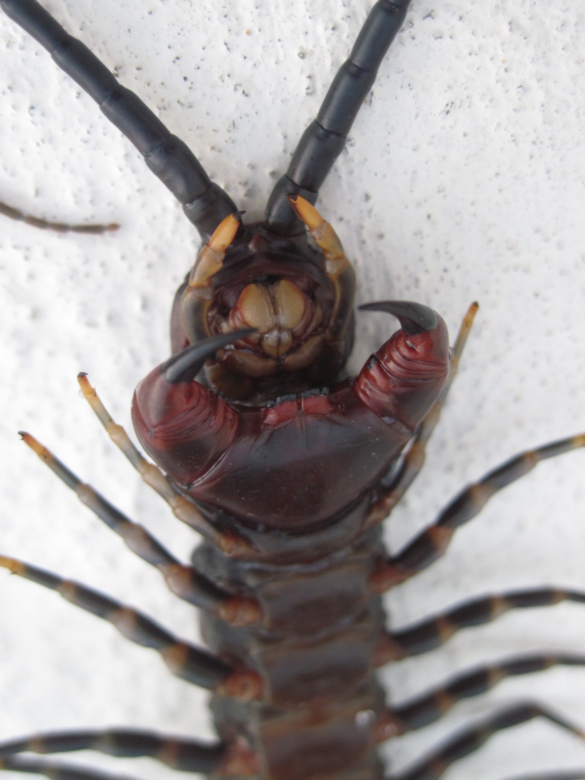 Escolopendra_Venezuela_2.jpg