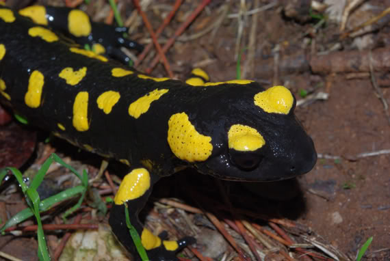 salamandra2web.jpg