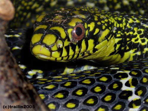 Elaphe-carinata-03000002648_01.jpg