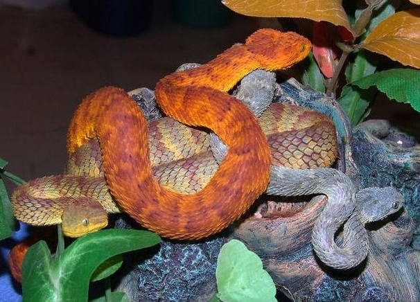 atheris-squamigera-1.jpg