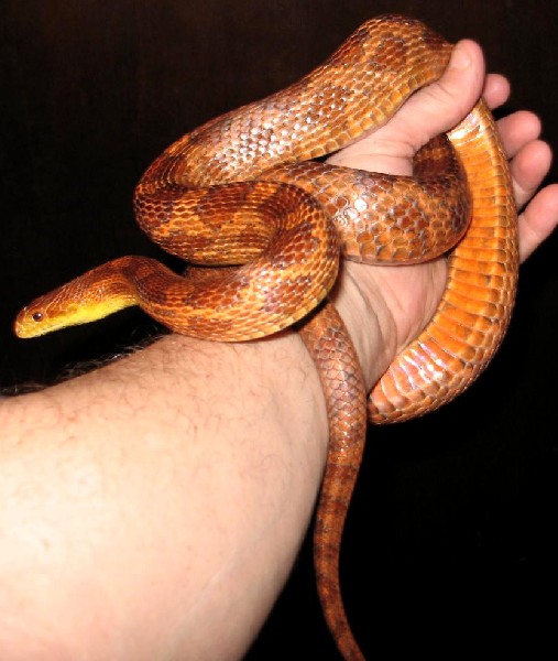 114333EvergladesCornSnake5-med.jpg