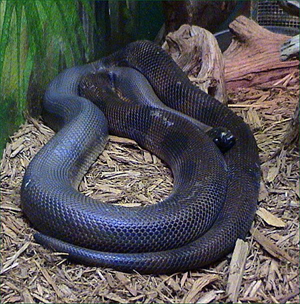 Bothrochilus_boa.jpg