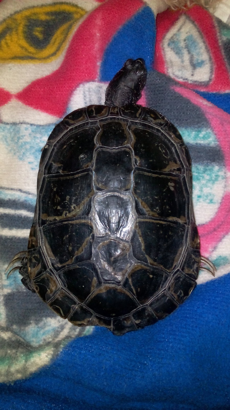 img_20160102_024414-jpg.203449