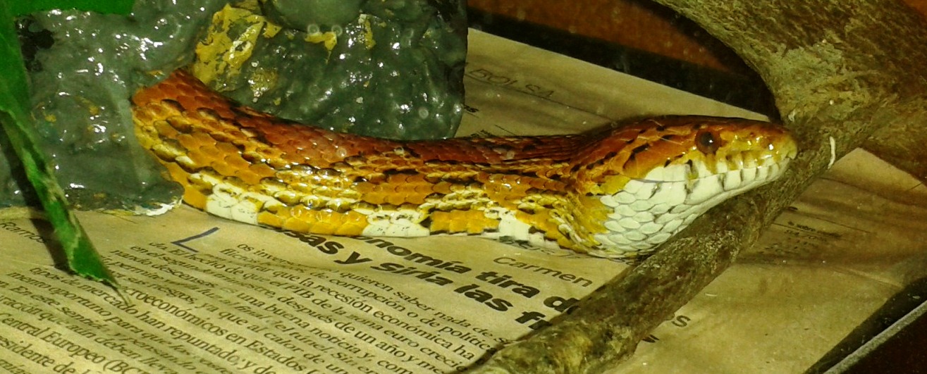 bocio-en-serpiente-764567.jpg