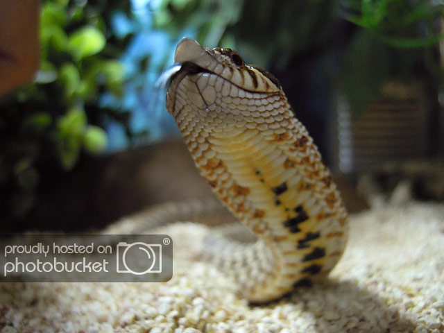 hognose-male.jpg