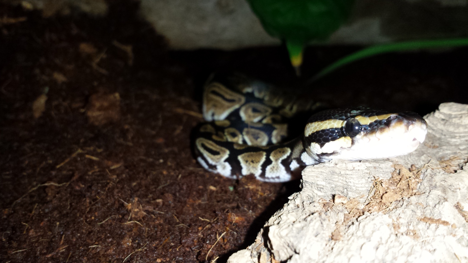 Presentacion piton regius y terrario D Fauna Exótica