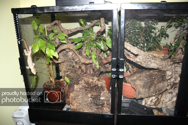terrarios_zoom2.jpg