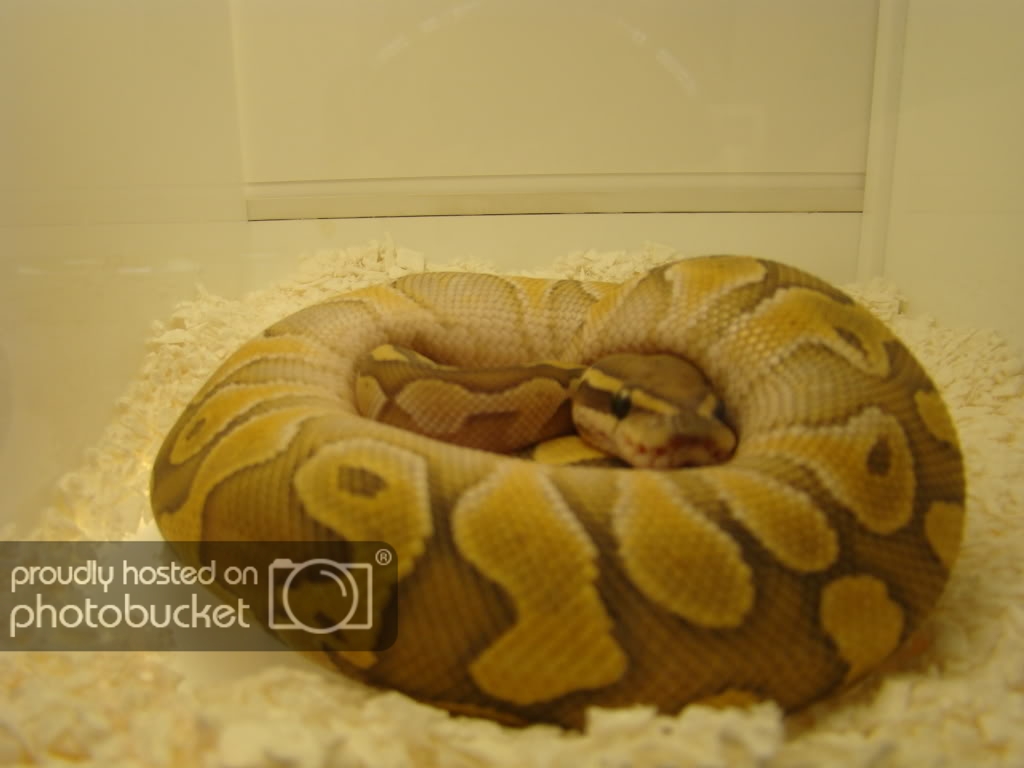 albinosreptiles6.jpg