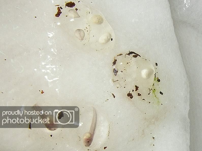 Tadpoles3.jpg