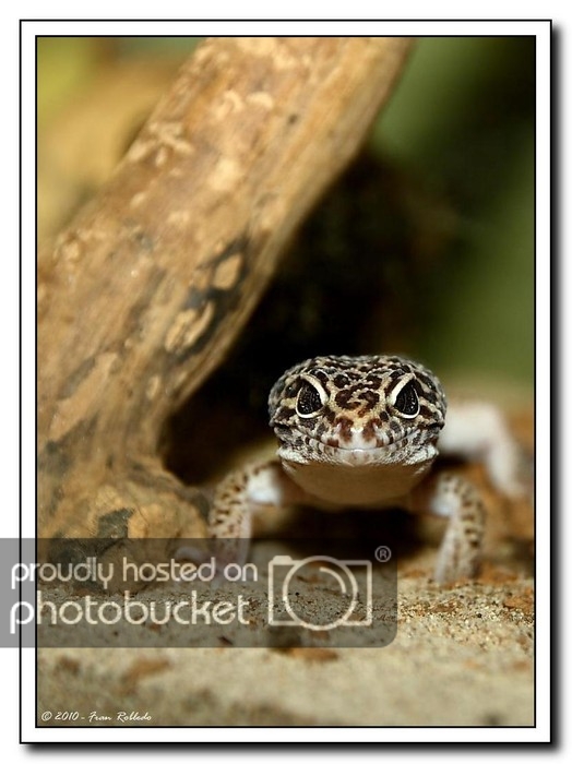 Gecko4_1.jpg
