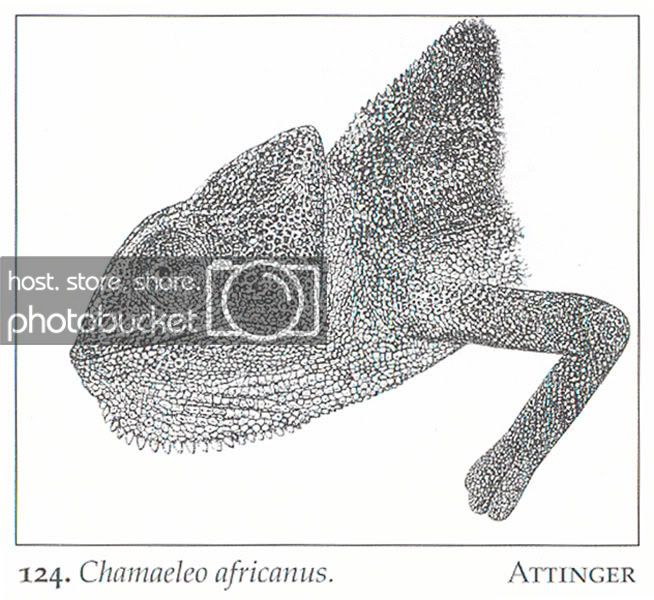 camaleonafricano.jpg