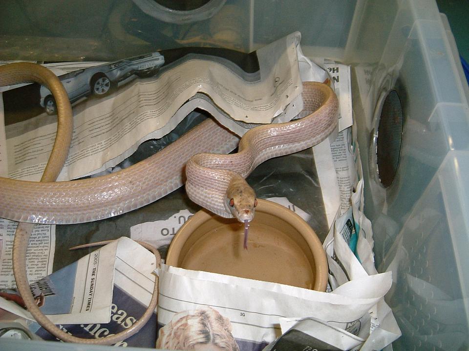 84686Albino_Gonyosoma_002.jpg