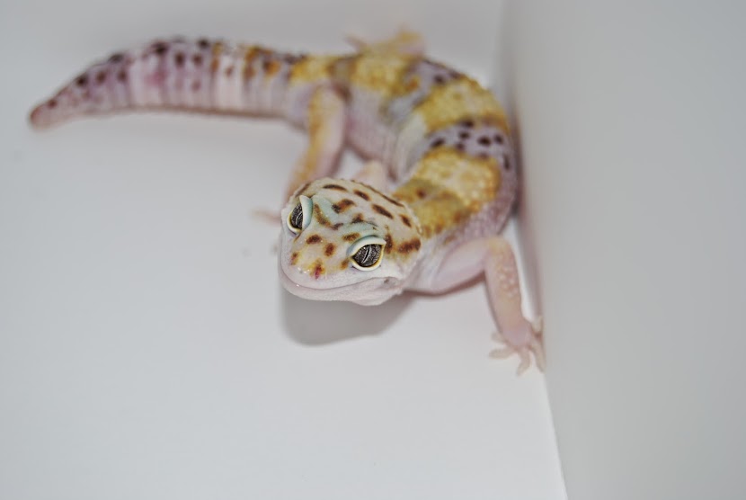 cTW3rawnfVjXwNSnn0UAEfQuiVkAhotiBZXLrruY-f0=w830-h556-no