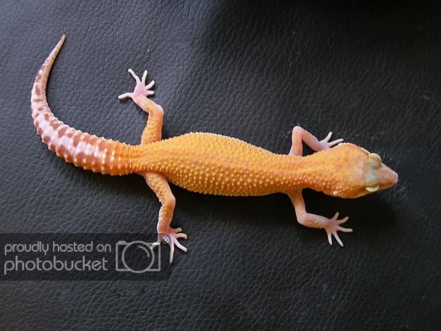 geckorap-hemb-1.jpg