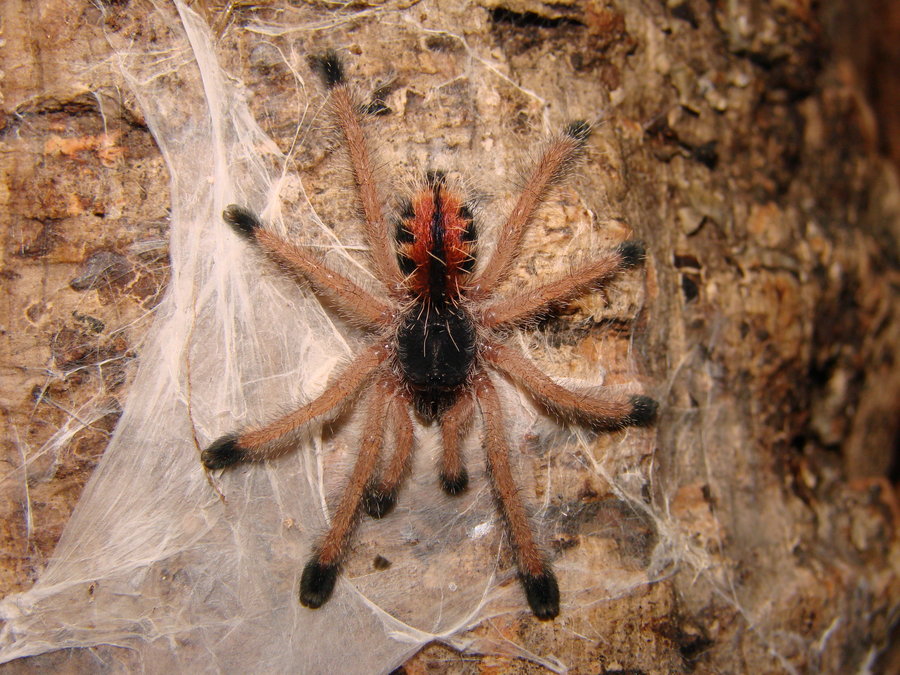 Avicularia_Metallica_new_Dress_by_DerCreep.jpg