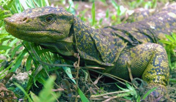 Varanus-bitawa,jpg.jpg