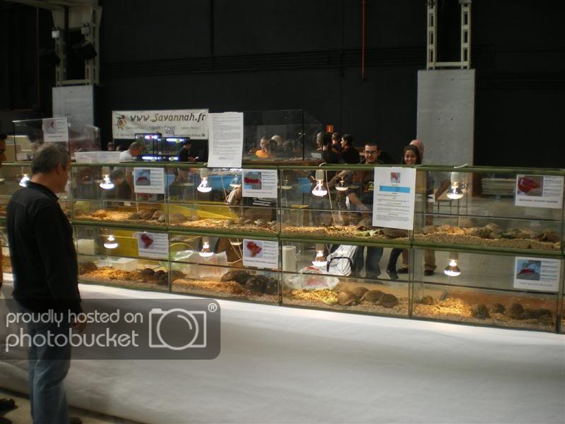 ExpoterrariaSeptembre2008016Medium.jpg