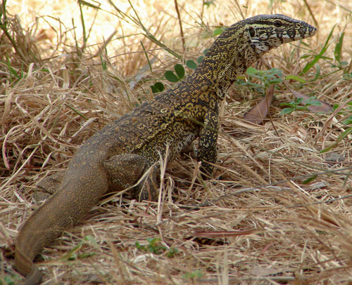 gamNileMonitorLizard2GAM07n.jpg