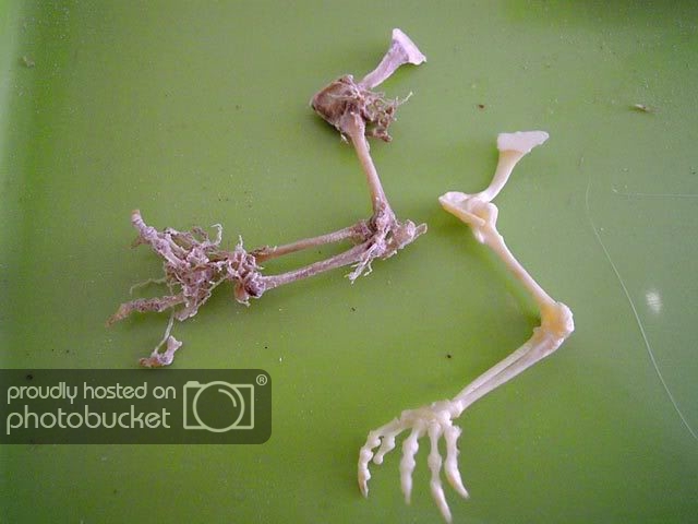 chamaleo-skeleton-mano.jpg