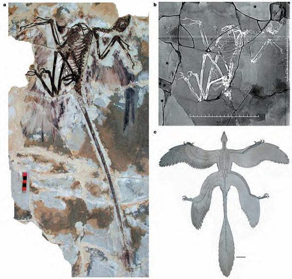 microraptor_nature_d.jpg