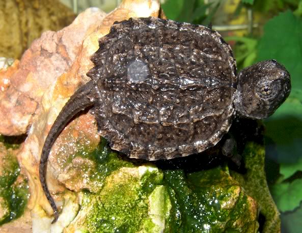 chelydra.jpg