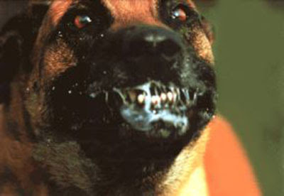 perro-rabioso.jpg