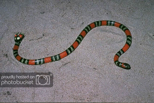 micrurusfrontalis.jpg