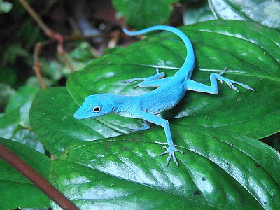 anolis+azul2.jpg