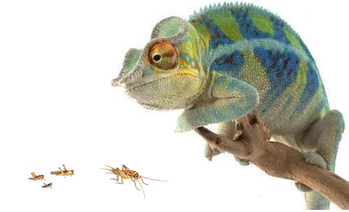 mix-reptiles-insectos-c-499x304.png