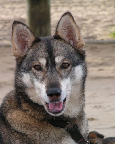 agouti-husky.jpg