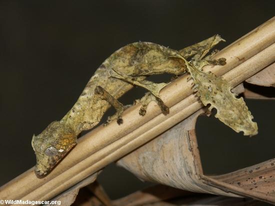 Uroplatus_phantasticus_01.jpg
