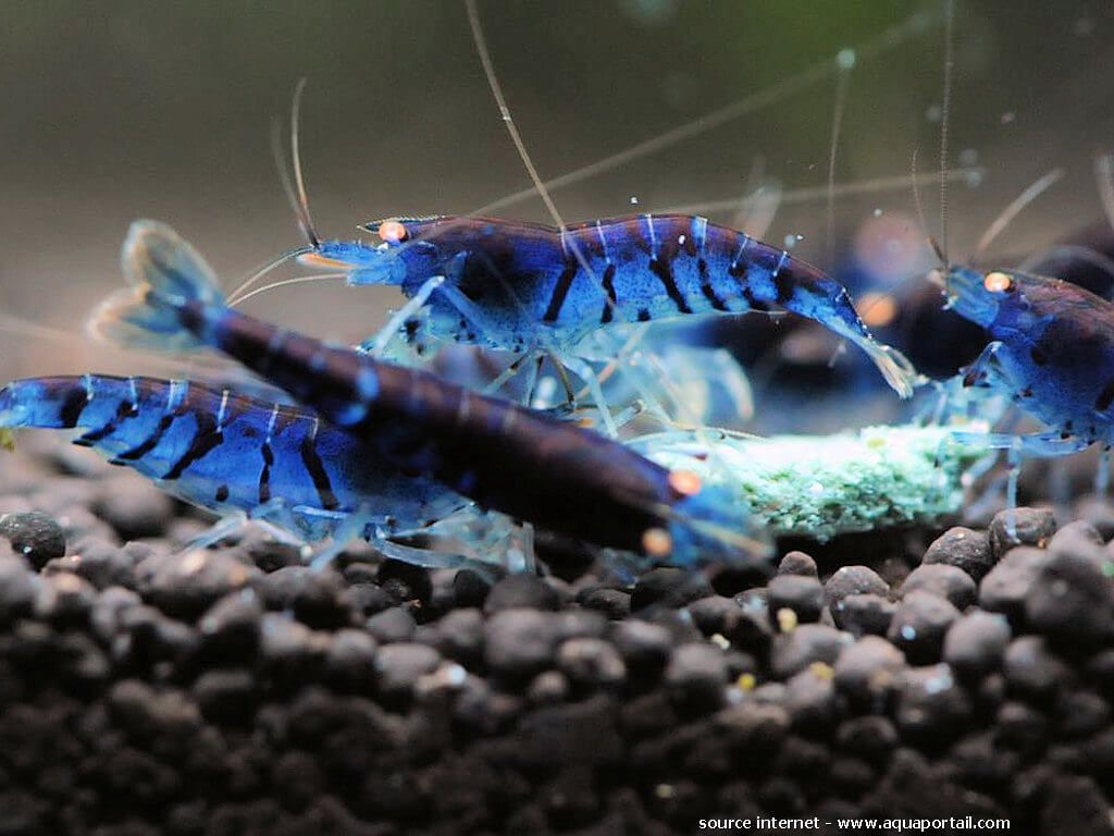 caridina-cantonensis-blue-tiger.jpg