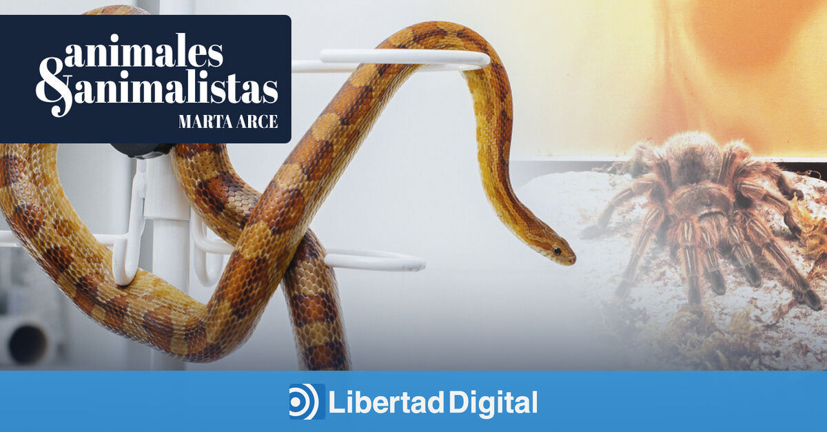 www.libertaddigital.com