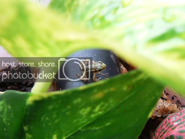 Froglet1-1.jpg