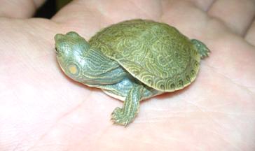 trachemys-gaigeae-hartwegi1.jpg