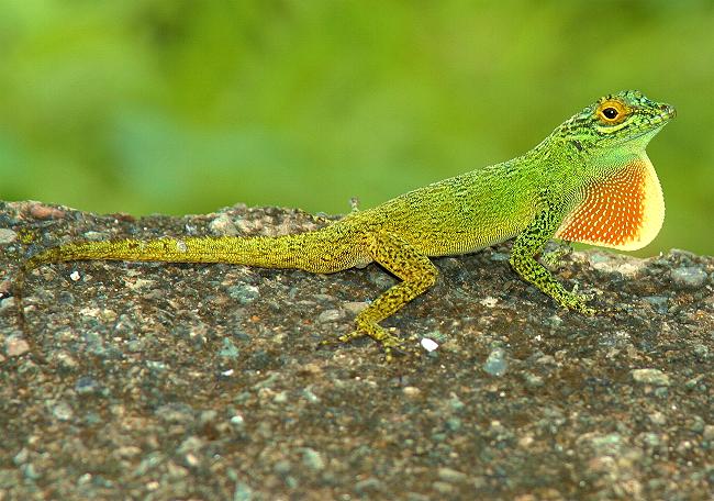 anolisdistichusdominicensis1.JPG