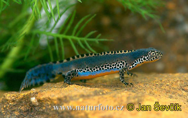 alpine-neft--triturus-alpestris-2.jpg