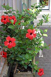 hibiscus-rosa-sinensis.jpg