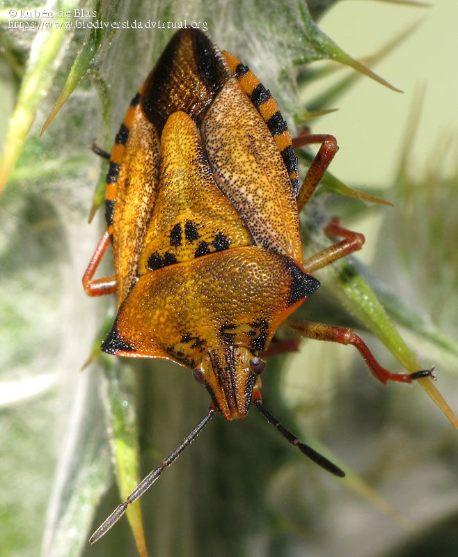 Carpocoris_fuscispinus_232249.jpg