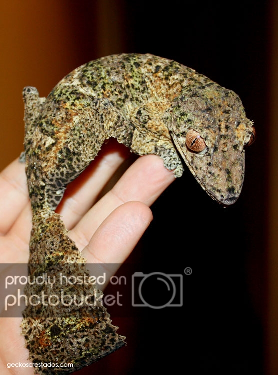 uroplatus_hembra02_zps2d4f633c.jpg