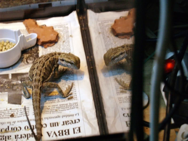 pogona2.jpg