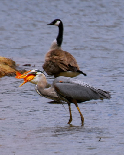 Blue%20Heron%20Goldfish.jpg