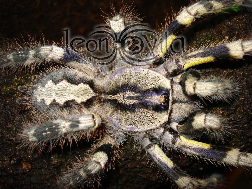 poecilotheriaregalis7.jpg