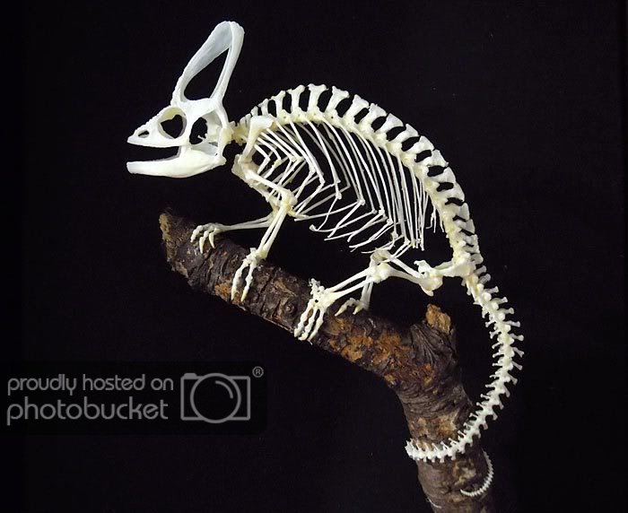 chamaleo-skeleton1.jpg