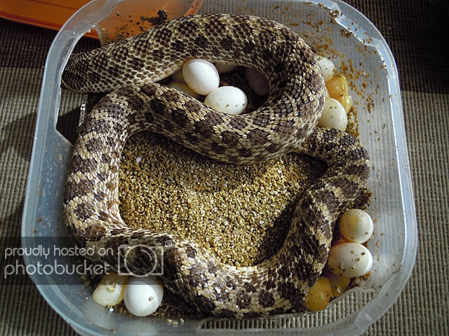 Heterodon-huevos_zpsd5a05a13.jpg