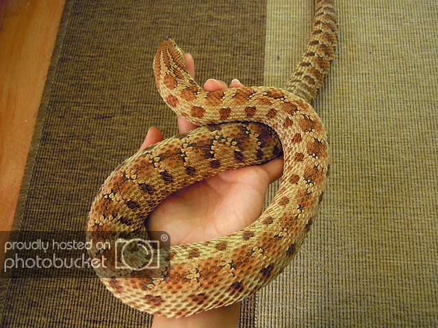 green-hognose-female2_zpscbefaf0d.jpg