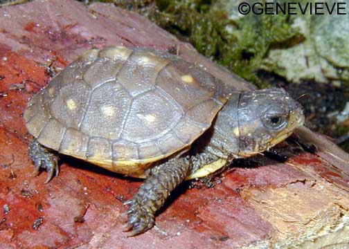 terrapene-carolina.jpg