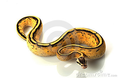 pastel-super-stripe-ball-python-thumb11444169.jpg